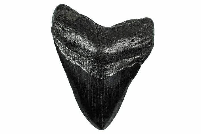 Fossil Megalodon Tooth - South Carolina #340192